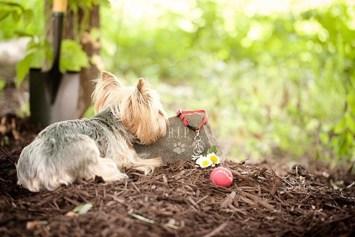 why-you-shouldn-t-bury-your-pet-in-the-backyard-wirtschafts-insider